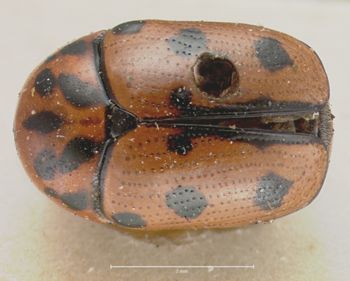 Media type: image;   Entomology 20027 Aspect: habitus dorsal view